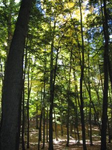 Cover photo 1